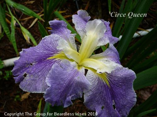 Circe Queen (0)